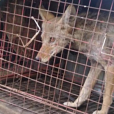 Rescatan a coyote que deambulaba en la zona urbana de Acolman – El Sol de Toluca