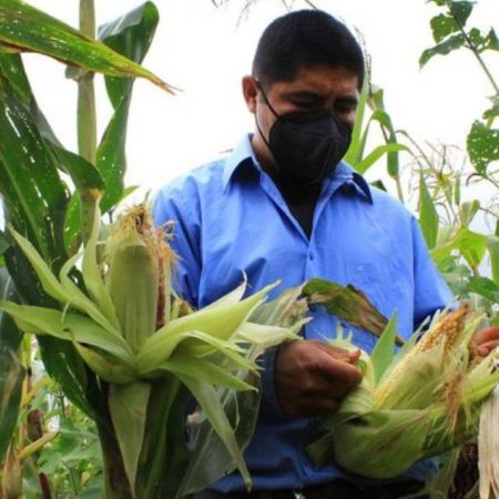 Convenio entre Nestlé y CIMMYT busca beneficiar al sector agroalimentario – El Sol de Toluca