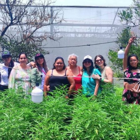 Plan Tetecala: empoderar a campesinas con la explotación de marihuana – El Sol de Toluca