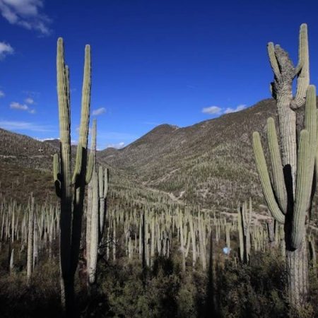 Biósfera de Tehuacán, bajo grave amenaza – El Sol de Toluca
