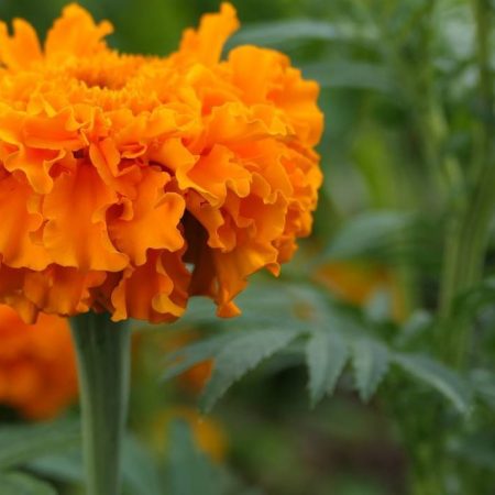 ¿Cuáles son los diferentes usos de la flor de cempasúchil? – El Sol de Toluca