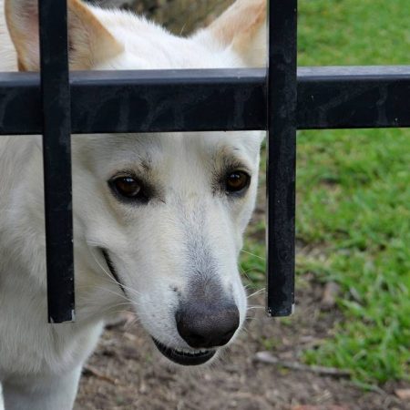 Desde parálisis a sordera: así daña la pirotecnia a las mascotas – El Sol de Toluca