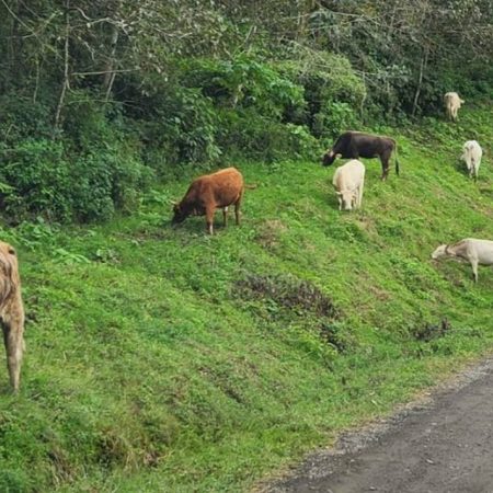 Casos de rabia ponen en alerta a tres estados del país – El Sol de Toluca