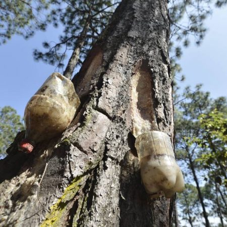 Aprovechan resina de árboles en Temascaltepec – El Sol de Toluca