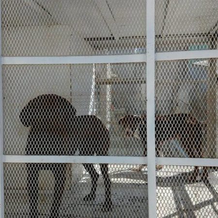 Rescatan a perritos que permanecían dentro de una jaula en una casa abandonada de Tecámac – El Sol de Toluca