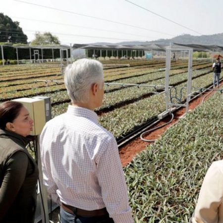 Vivero de agave en Villa Guerrero, el primero en su tipo a nivel nacional – El Sol de Toluca