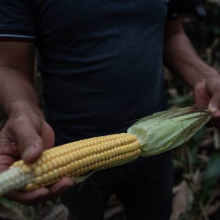 EU considera acudir al T-MEC si no se arregla problema agrícola con México – El Sol de Toluca