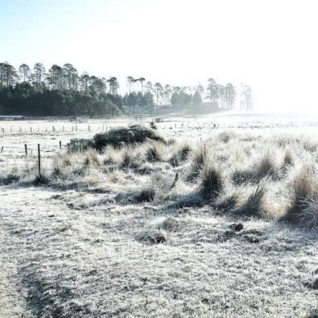 Por bajas temperaturas comunidades de Temascaltepec se pintan de blanco – El Sol de Toluca