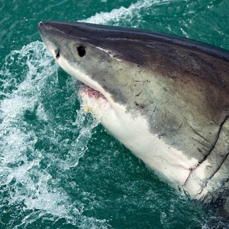 Tiburón blanco mata a pescador en Mar de Cortés; es el primer ataque del 2023 – El Sol de Toluca