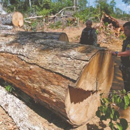 Deforestación en la Amazonia aumentó con Lula da Silva – El Sol de Toluca