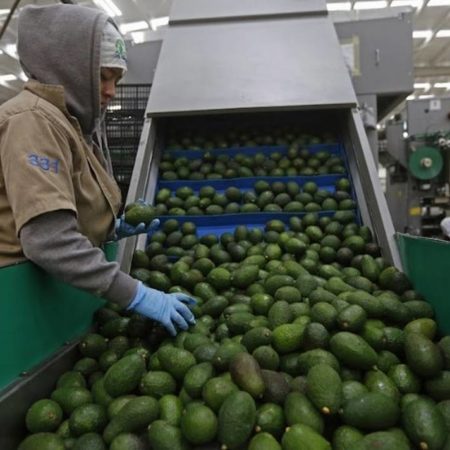 Guerra en Ucrania golpea a aguacateros – El Sol de Toluca