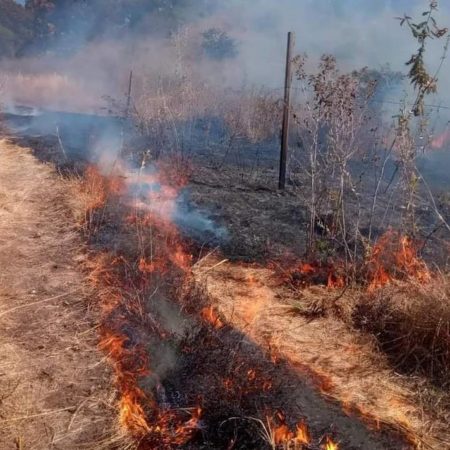 “Cinturones negros”, una estrategia eficaz para combatir incendios forestales – El Sol de Toluca