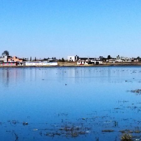 Avistan más de 5 mil patos silvestres en la laguna de San Pablo Autopan – El Sol de Toluca