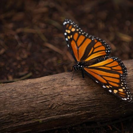 ¿Visitarás algún santuario de la Mariposa Monarca? Estos son los lineamientos que debes seguir – El Sol de Toluca
