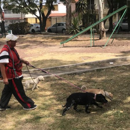 ¿Es necesario certificar a los paseadores de perros en el Edomex? – El Sol de Toluca