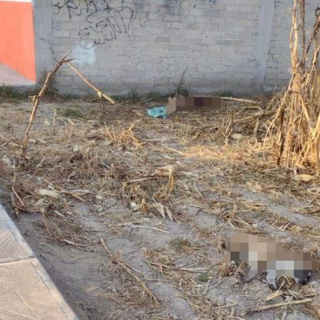 Autoridades municipales condenan envenenamiento de perros en Metepec – El Sol de Toluca