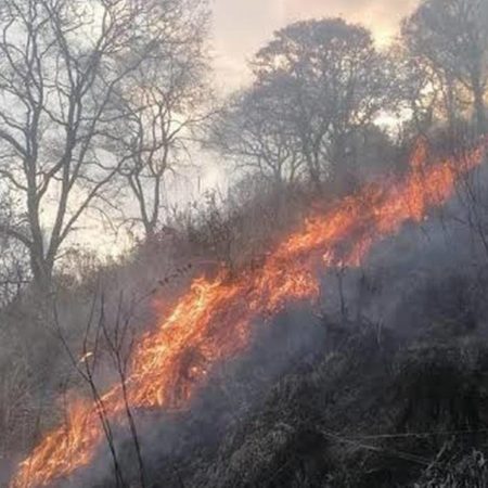 ¿Incendios forestales que han acabado con más de 7 hectáreas en Naucalpan fueron intencionados? – El Sol de Toluca