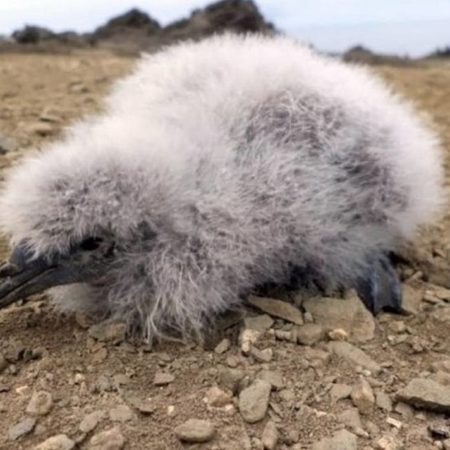 Importante hallazgo de especie de ave en extinción – El Sol de Toluca