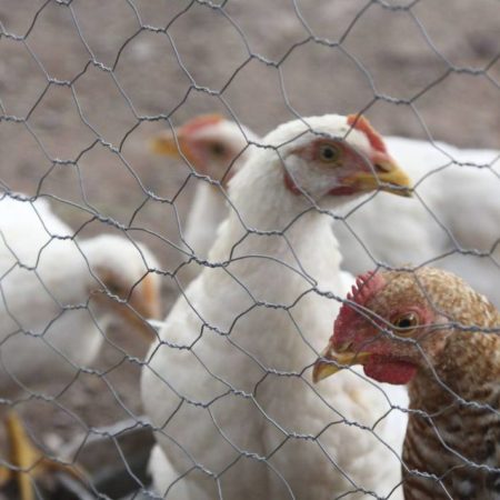 Detectan brote de gripe aviar en granjas de Aguascalientes – El Sol de Toluca
