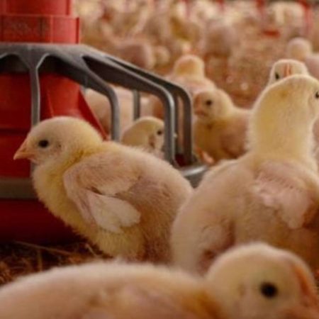 Senasica levanta cuarentena por gripe aviar en granjas de Aguascalientes – El Sol de Toluca