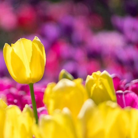 ¿Por qué regalar flores amarillas el 21 de marzo? Así puedes unirte a la tendencia en TikTok – El Sol de Toluca