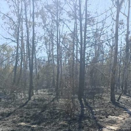 Autoridades de Naucalpan investigarán el origen del incendio del parque la Hoja – El Sol de Toluca