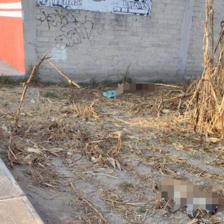 Denuncian envenenamiento de perros en Metepec – El Sol de Toluca