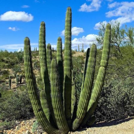 ¿Cuál es el lugar en México que tiene la temperatura más alta del planeta? – El Sol de Toluca