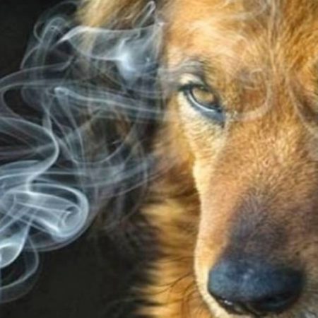 ¿Cómo les afecta el humo de cigarro a gatos y perros? – El Sol de Toluca