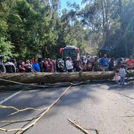 Caída de un árbol colapsa la México-Toluca – El Sol de Toluca