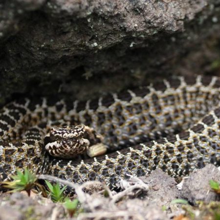 Alertan sobre presencia de serpientes de cascabel en Unidad Académica Profesional Tianguistenco. – El Sol de Toluca