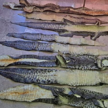 Confisca GN pieles de cocodrilo de pantano en empresa de paquetería en Cuautitlán Izcalli  – El Sol de Toluca