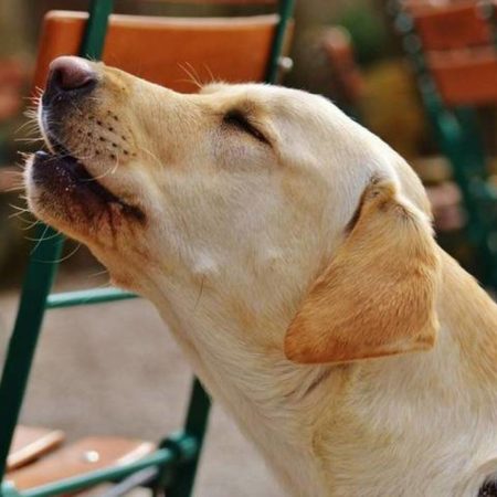 ¿Los perros aúllan cuando ven a la muerte? Leyendas y ciencia tras el sexto sentido canino – El Sol de Toluca