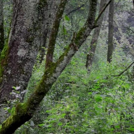 Anulan la construcción de 20 mil viviendas en el Bosque de Agua de Jilotzingo – El Sol de Toluca